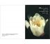 Kvety s obálkou-sada pohľadníc 1 druh